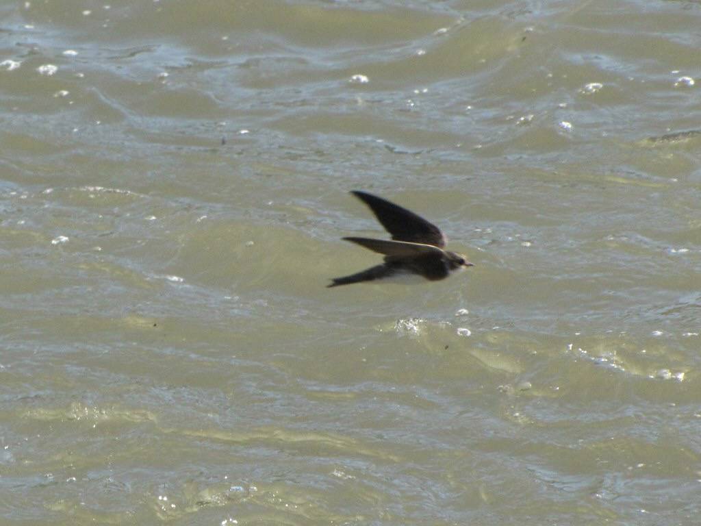 BANK SWALLOW by Aquila-chrysaetos is licensed under CC BY-NC 2.0